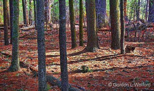 Forest Floor_14931.jpg - Photographed at Ottawa, Ontario - the capital of Canada.